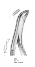  Fig. 14 lower incisors 